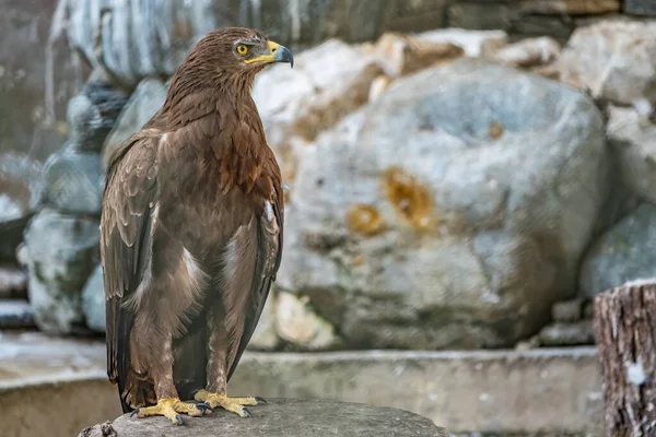 Drapieżny Ptak Steppe Eagle Dumą Siedzi Ptaszarni Przygląda Się Uważnie — Zdjęcie stockowe