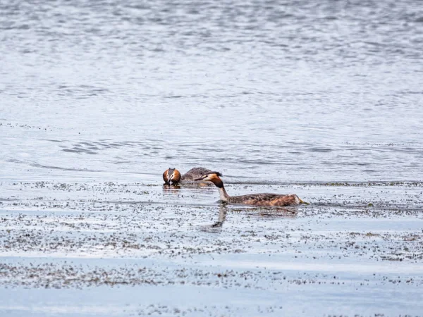 Zwei Wasservögel Haubentaucher Schwimmen See Der Haubentaucher Podiceps Cristatus Gehört — Stockfoto