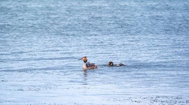 İki su kuşu, Great Crested Grebes gölde yüzer. Büyük ibikli grebe, Podiceps kristali, su kuşları familyasının bir üyesidir..