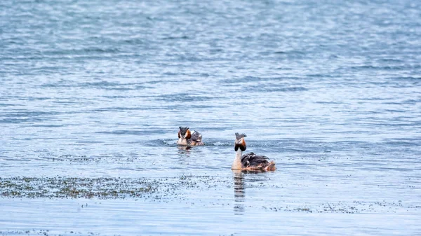 Jeziorze Pływają Dwa Ptactwo Wodne Wielki Kruszywo Podiceps Cristatus Jest — Zdjęcie stockowe