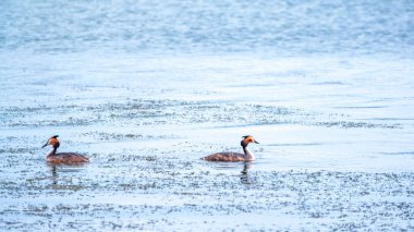İki su kuşu, Great Crested Grebes gölde yüzer. Büyük ibikli grebe, Podiceps kristali, su kuşları familyasının bir üyesidir..