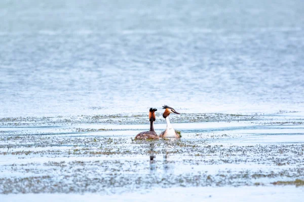 Озере Плавают Две Водоплавающие Птицы Грейт Крист Гребс Большой Гребень — стоковое фото