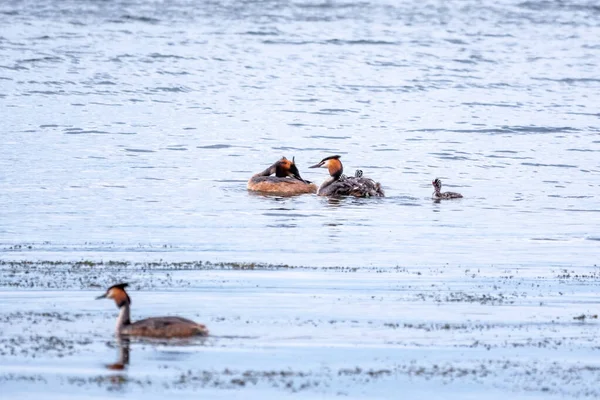 Dos Impresionantes Adultos Gran Cresta Grebe Podiceps Cristatus Nadando Lago —  Fotos de Stock