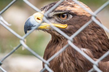 Yırtıcı kuş, Steppe Eagle gururla kuşhanede oturur ve yakından bakar. Aquila nipalensis