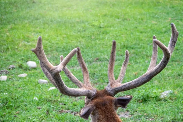 Великі Роги Червоного Оленя Зеленому Тлі Червоний Олень Cervus Elaphus — стокове фото