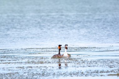 İki su kuşu, Great Crested Grebes gölde yüzer. Büyük ibikli grebe, Podiceps kristali, su kuşları familyasının bir üyesidir..