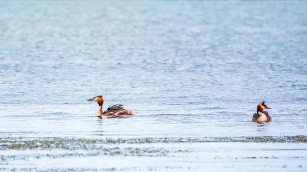 Jeziorze Pływają Dwa Ptactwo Wodne Wielki Kruszywo Podiceps Cristatus Jest — Zdjęcie stockowe