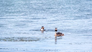 İki su kuşu, Great Crested Grebes gölde yüzer. Büyük ibikli grebe, Podiceps kristali, su kuşları familyasının bir üyesidir..
