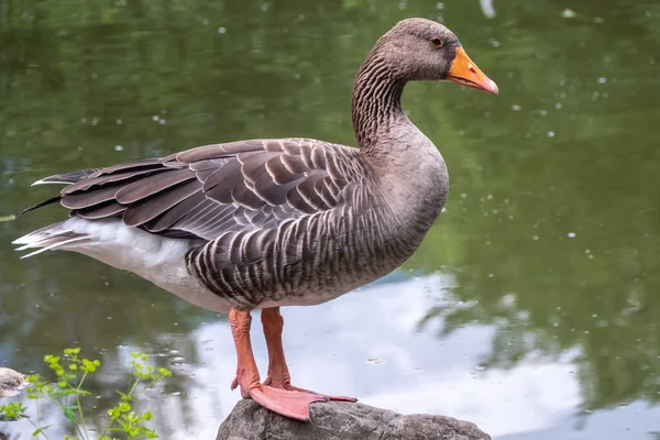 Divoká Husa Šedá Stojící Zeleném Břehu Rybníka Anser Anser Druh — Stock fotografie