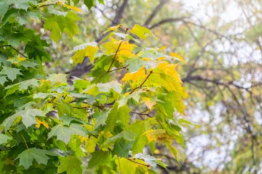 Sonbaharda gün batımında yeşil ve sarı yapraklı akçaağaç dalları. Sonbahar yapraklarının başlangıcı, altın akçaağaç yaprakları, sonbahar parkı, mevsimler değişir, sonbahar doğası.