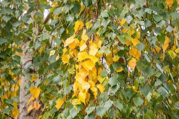 Berk Takken Met Gele Groene Bladeren Het Begin Van Herfst — Stockfoto