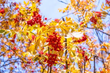 Sonbahar yaprakları içinde bir grup Red Rowan. Altın yapraklar içinde güz yaban mersini