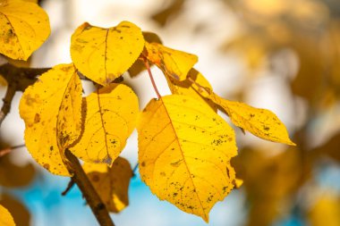 Sonbaharda sarı yapraklı elma ağacı dalları. Elma ağacının parlak sarı ve turuncu sonbahar yaprakları.