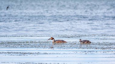 İki su kuşu, Great Crested Grebes gölde yüzer. Büyük ibikli grebe, Podiceps kristali, su kuşları familyasının bir üyesidir..