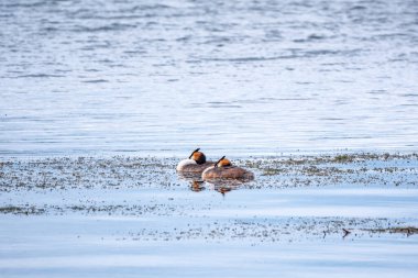 İki su kuşu, Great Crested Grebes gölde yüzer. Büyük ibikli grebe, Podiceps kristali, su kuşları familyasının bir üyesidir..
