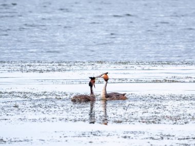 İki su kuşu çiftleşme oyunu Great Crested Grebes. İki su kuşu, Great Crested Grebes gölde yüzer. Büyük ibikli grebe, Podiceps kristali, su kuşları familyasının bir üyesidir.
