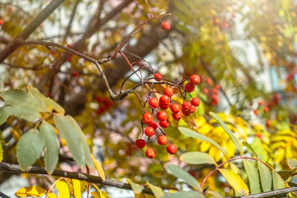 Ένα Μάτσο Κόκκινα Κουπιά Φθινοπωρινά Φύλλα Βατόμουρα Κουκουνάρια Φύλλα Χρυσού — Φωτογραφία Αρχείου