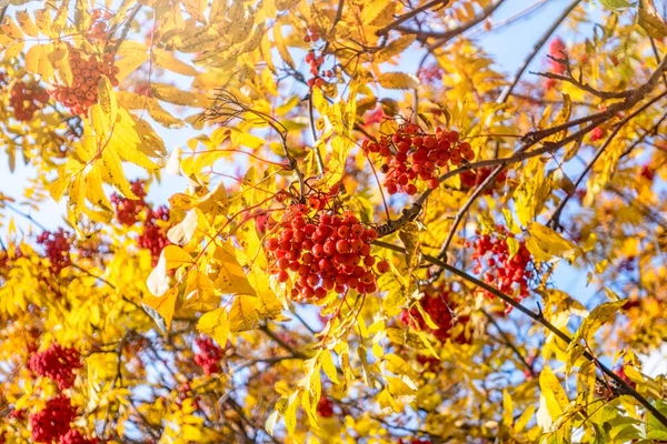 Ramo Serbal Rojo Hojas Otoño Bayas Rowan Otoño Hojas Oro — Foto de Stock