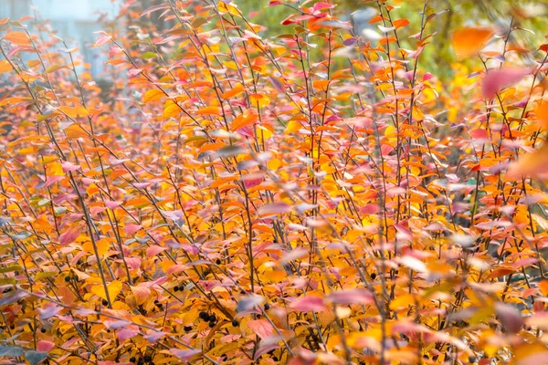 Takken Met Oranje Groene Gele Bladeren Het Herfstpark Natuur Achtergrond — Stockfoto