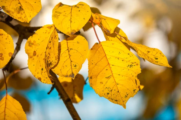 Sonbaharda sarı yapraklı elma ağacı dalları. Elma ağacının parlak sarı ve turuncu sonbahar yaprakları.