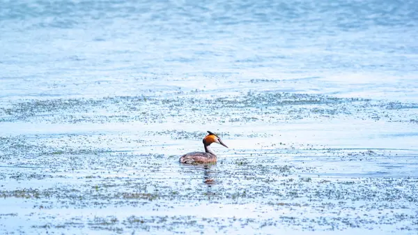 Gli Uccelli Acquatici Great Crested Grebe Nuotano Nel Lago Calmo — Foto Stock