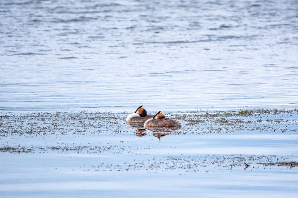 İki su kuşu, Great Crested Grebes gölde yüzer. Büyük ibikli grebe, Podiceps kristali, su kuşları familyasının bir üyesidir..