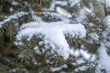 Güneş ışığında yeşil ladin dallarında kar. Yılbaşı ağacının yeşil dalları güneş ışığında beyaz karla kaplıdır. Doğal kış geçmişi
