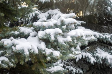 Güneş ışığında yeşil ladin dallarında kar. Yılbaşı ağacının yeşil dalları güneş ışığında beyaz karla kaplıdır. Doğal kış geçmişi