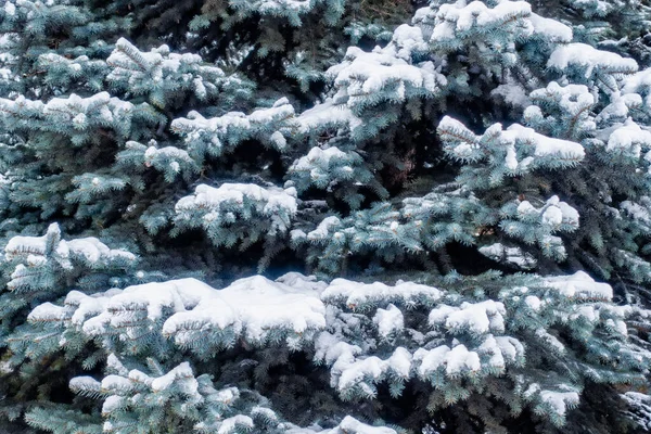 Güneş ışığında yeşil ladin dallarında kar. Yılbaşı ağacının yeşil dalları güneş ışığında beyaz karla kaplıdır. Doğal kış geçmişi
