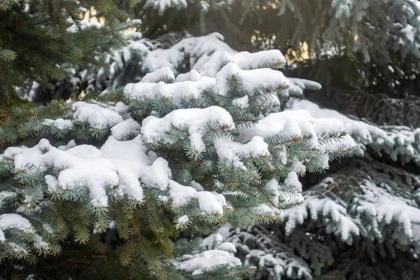 Güneş ışığında yeşil ladin dallarında kar. Yılbaşı ağacının yeşil dalları güneş ışığında beyaz karla kaplıdır. Doğal kış geçmişi