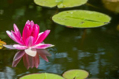 Pembe nilüfer çiçeği, Nemfa nilüfer çiçeği, yansıması olan karanlık bir su zemininde. Nymphaea sp. Hort, gölette.