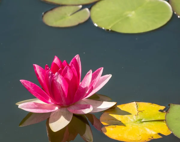 濃い水の背景にピンクの睡蓮の花 ニンファア蓮 ニンパイアSp ホルト池の中で — ストック写真