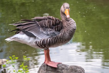 Gri-lag kaz, gölün yeşil kıyısında duruyor. Gri-lag kaz Anser anser, Anatidae familyasından bir kaz türü..