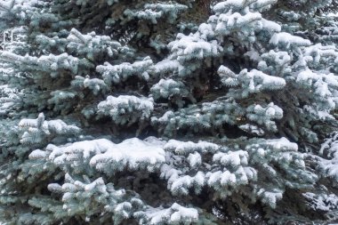 Güneş ışığında yeşil ladin dallarında kar. Yılbaşı ağacının yeşil dalları güneş ışığında beyaz karla kaplıdır. Doğal kış geçmişi