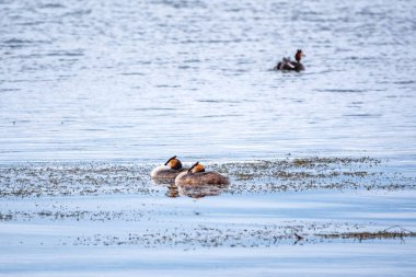 İki su kuşu, Great Crested Grebes gölde yüzer. Büyük ibikli grebe, Podiceps kristali, su kuşları familyasının bir üyesidir..