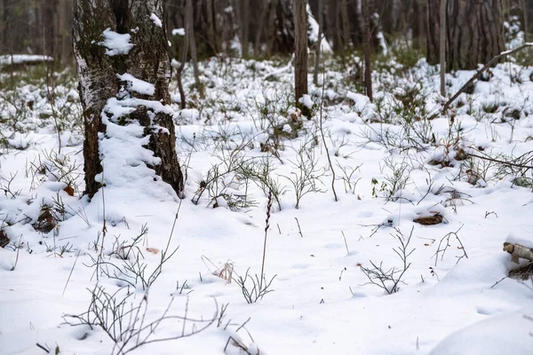 An outdoor winter photo of a wooden forest with freshly fallen snow. Winter forest covered with snow. New Year or Christmas landscape. Fabulous trees in snowdrifts. Dramatic winter landscape