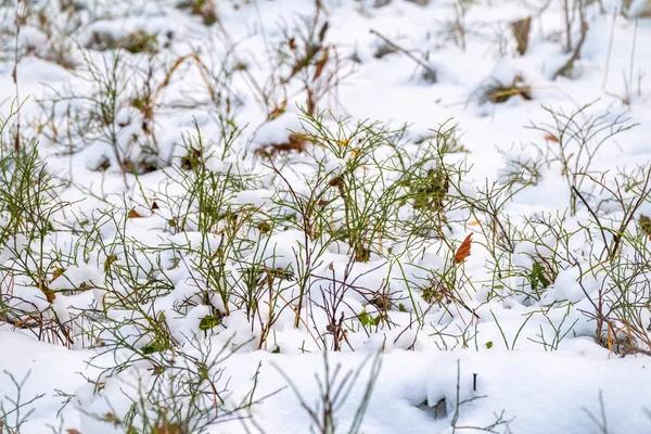 Césped Verde Bosque Bajo Nieve Una Foto Invierno Aire Libre —  Fotos de Stock