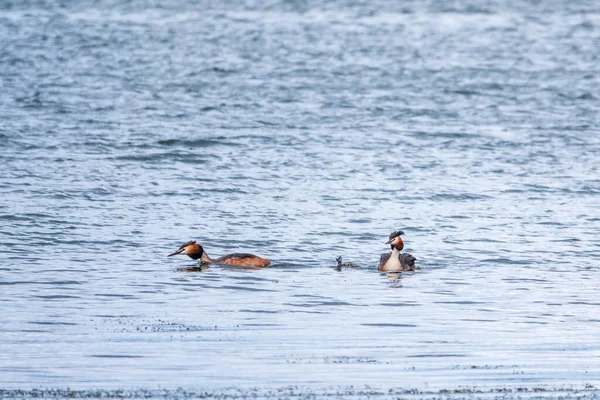 Para Ptaków Wodnych Wielki Tłuszcz Pisklętami Pływający Jeziorze Wielki Kruszywo — Zdjęcie stockowe
