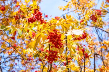 Sonbahar yaprakları içinde bir grup Red Rowan. Altın yapraklar içinde güz yaban mersini