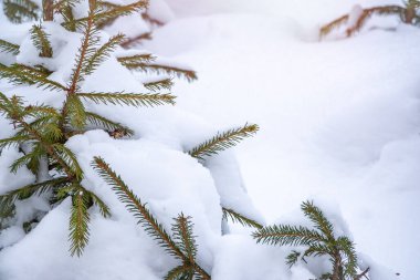 Beyaz karla kaplı yeşil çam ağaçları. Kış doğal arka plan.