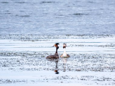 İki su kuşu çiftleşme oyunu Great Crested Grebes. İki su kuşu, Great Crested Grebes gölde yüzer. Büyük ibikli grebe, Podiceps kristali, su kuşları familyasının bir üyesidir.