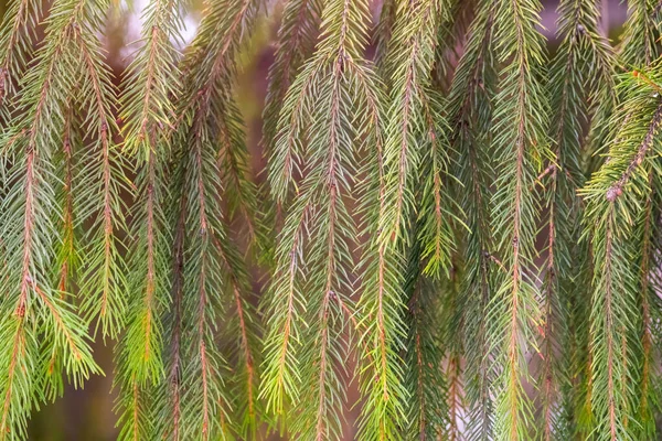 Green Fir Branches Winter Background Image — Stock Photo, Image