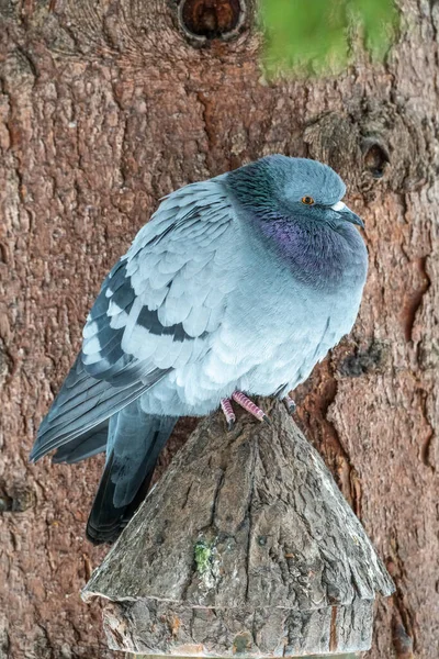 Fat Pigeon Importantly Sitting Branch Domestic Pigeon Bird Blurred Natural — Stock Photo, Image