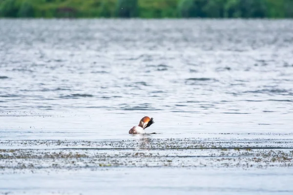 Oiseau Sauvagine Great Crested Grebe Nage Dans Lac Calme Grand — Photo