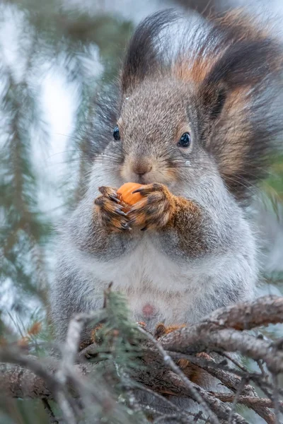 Scoiattolo Con Noce Siede Rami Abete Nell Inverno Autunno Scoiattolo — Foto Stock