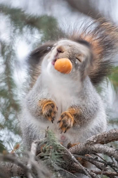 Curioso Juego Ardillas Con Nuez Sienta Las Ramas Abeto Invierno — Foto de Stock