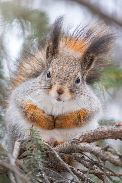 Ardilla Sienta Las Ramas Invierno Otoño Ardilla Roja Euroasiática Sciurus —  Fotos de Stock