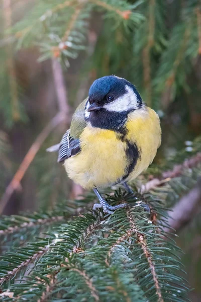 Niedlichen Vogel Kohlmeise Singvogel Sitzt Auf Dem Schönen Zweig Mit — Stockfoto
