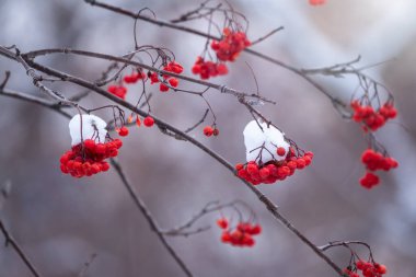 Taze karla kaplı Red Rowan böğürtlenleri. Kış Arkaplanı