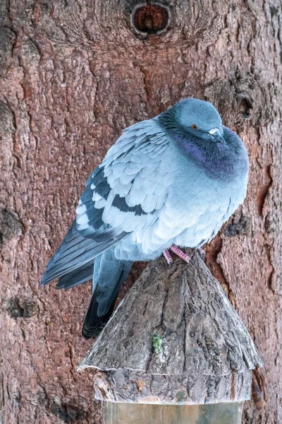 Pombo Gordo Importante Sentado Galho Pássaro Pombo Doméstico Fundo Natural — Fotografia de Stock